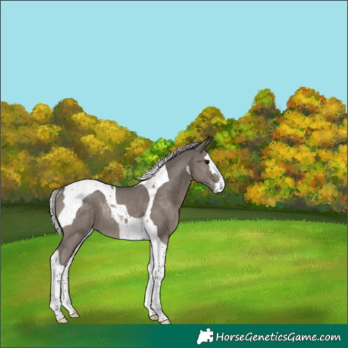 Horse Color:Silver Black Splash Tobiano Rabicano 