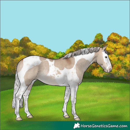 Horse Color:Silver Bay Dun Splash Tobiano Rabicano 