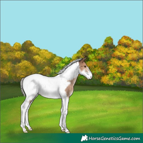 Horse Color:Silver Brown Dun Tobiano Frame Rabicano 