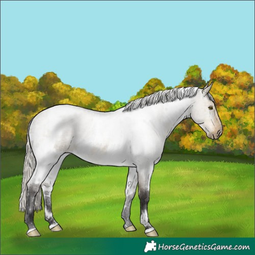 Horse Color:White Spotted Silver Buckskin Roan Dun Rabicano 