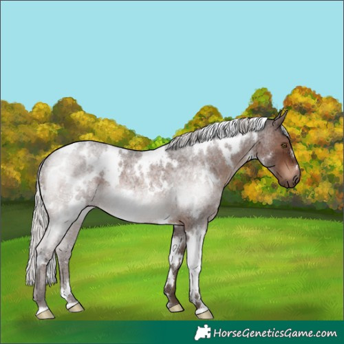Horse Color:White Spotted Silver Brown Roan