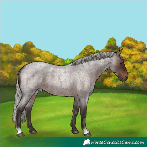 Horse Color:Silver Brown Roan