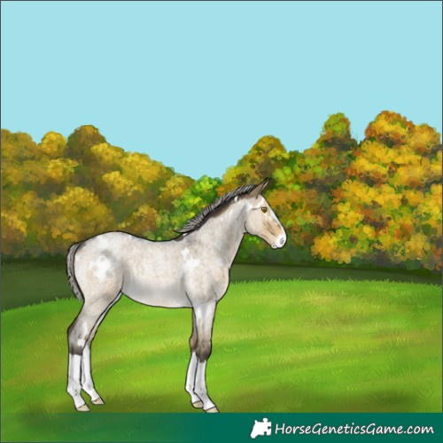 Horse Color:White Spotted Silver Buckskin Roan Dun Splash Rabicano 