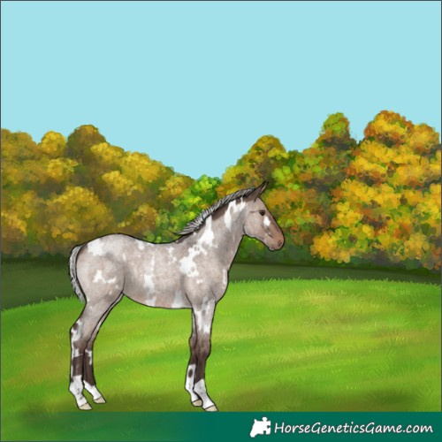 Horse Color:White Spotted Silver Brown Roan Dun 