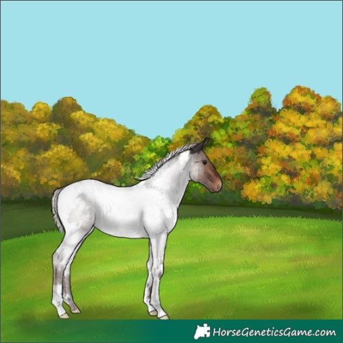 Horse Color:White Spotted Silver Brown Roan Rabicano 