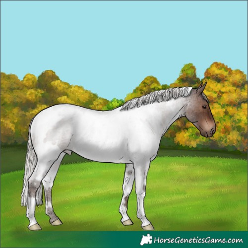 Horse Color:White Spotted Silver Brown Roan Rabicano 
