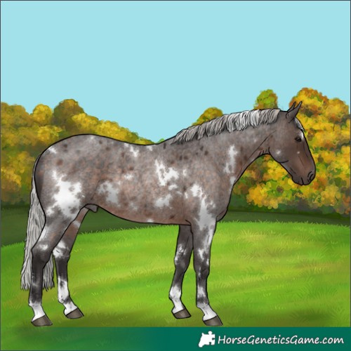 Horse Color:White Spotted Silver Brown Roan Rabicano