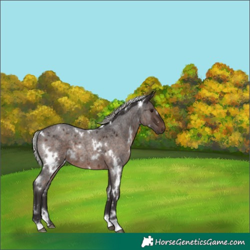 Horse Color:White Spotted Silver Brown Roan Rabicano 