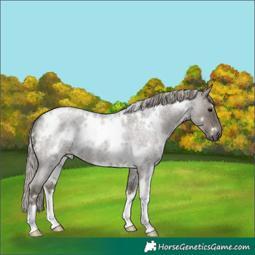 Horse Color:White Spotted Silver Blue Roan 