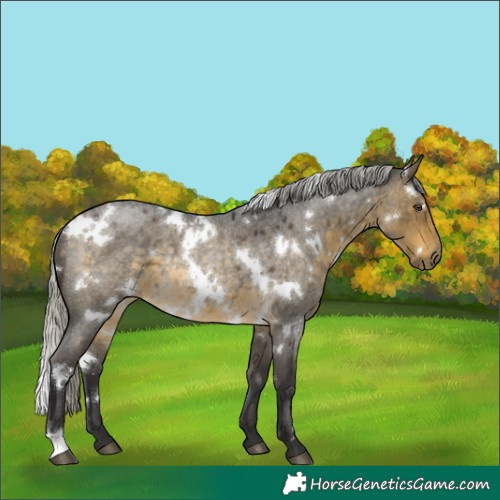 Horse Color:White Spotted Silver Buckskin Roan Rabicano