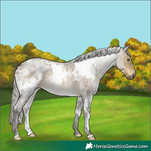 Horse Color:White Spotted Silver Buckskin Roan Dun
