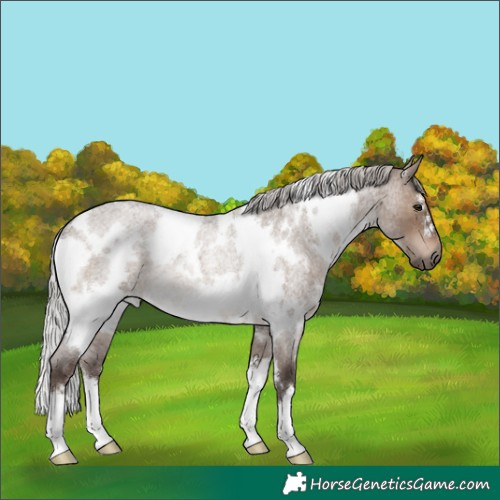 Horse Color:White Spotted Silver Brown Roan Dun Rabicano