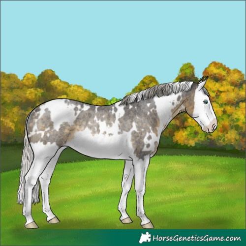 Horse Color:White Spotted Silver Buckskin Roan Splash Rabicano 