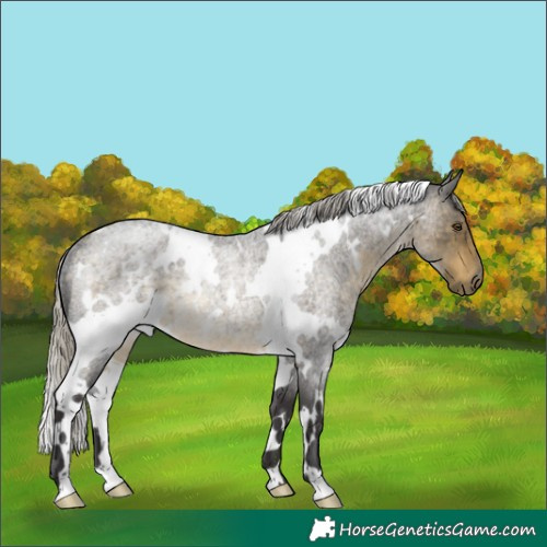 Horse Color:White Spotted Silver Buckskin Roan Rabicano 