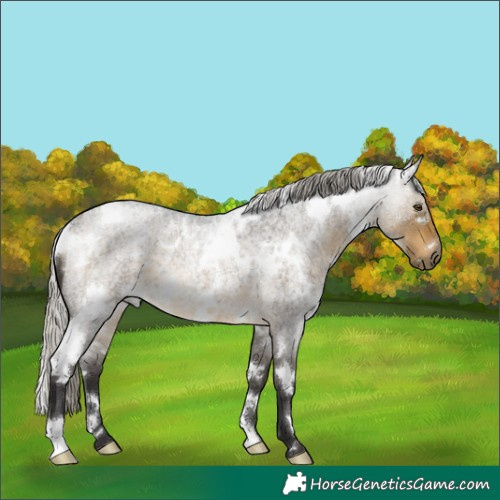 Horse Color:White Spotted Silver Buckskin Roan Rabicano 