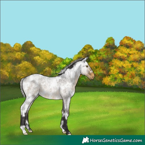 Horse Color:White Spotted Silver Buckskin Roan Rabicano 