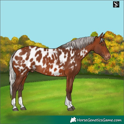 Horse Color:Silver Brown Tobiano Appaloosa