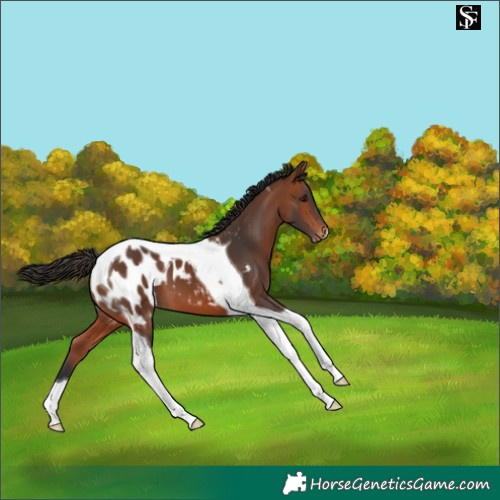 Horse Color:Bay Tobiano Appaloosa 