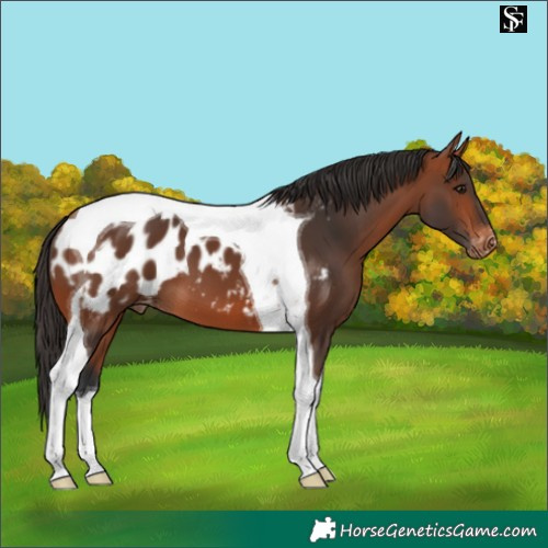 Horse Color:Bay Tobiano Blanket