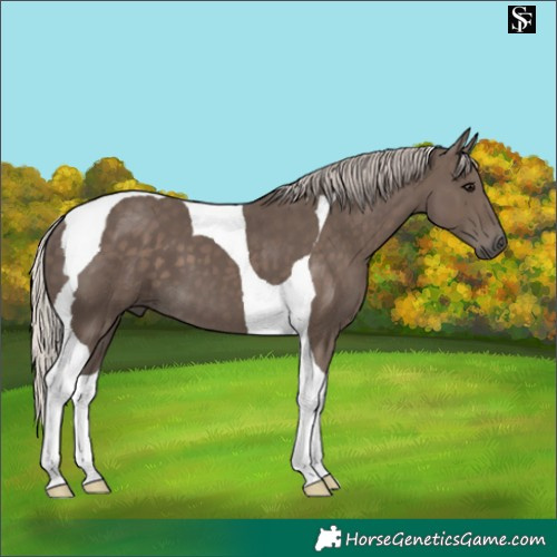 Horse Color:Silver Black Tobiano