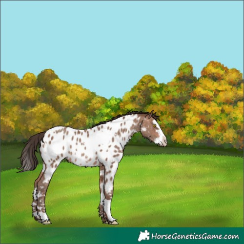 Horse Color:White Spotted Sable Champagne Splash Appaloosa 