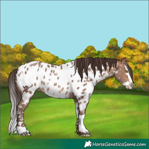Horse Color:White Spotted Sable Champagne Splash Appaloosa
