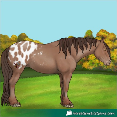 Horse Color:Classic Champagne Appaloosa
