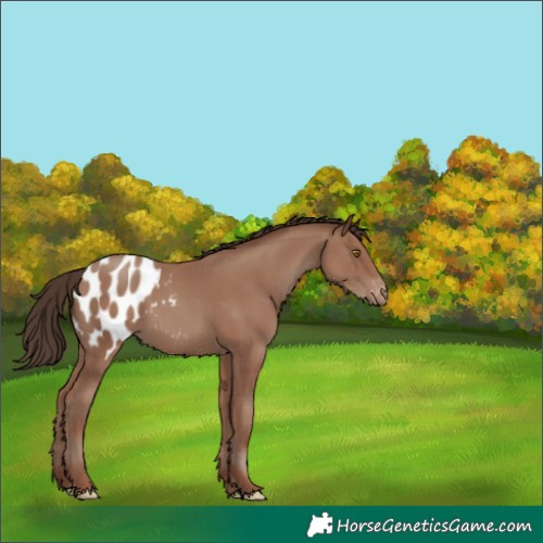 Horse Color:Classic Champagne Appaloosa 
