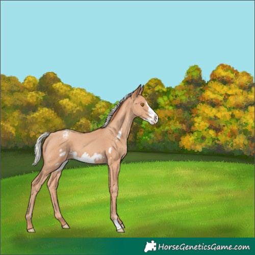 Horse Color:Silver Classic Champagne Frame Appaloosa 