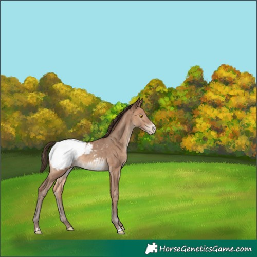Horse Color:Sable Champagne Appaloosa 