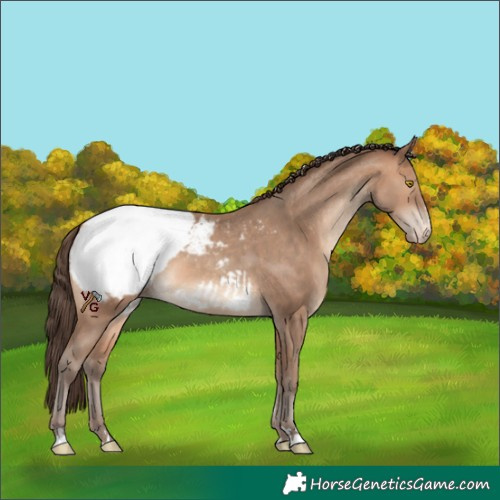 Horse Color:Sable Champagne Appaloosa 