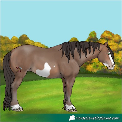 Horse Color:Sable Champagne Frame 