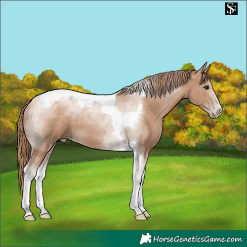 Horse Color:Black Pearl Tobiano 