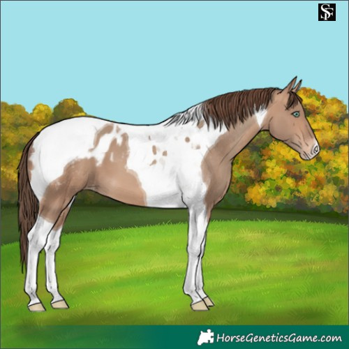 Horse Color:Sable Champagne Tobiano Appaloosa 