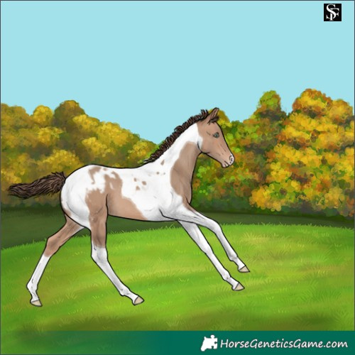 Horse Color:Sable Champagne Tobiano Appaloosa 