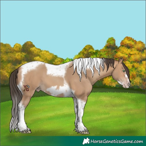 Horse Color:Amber Champagne Tobiano Frame 