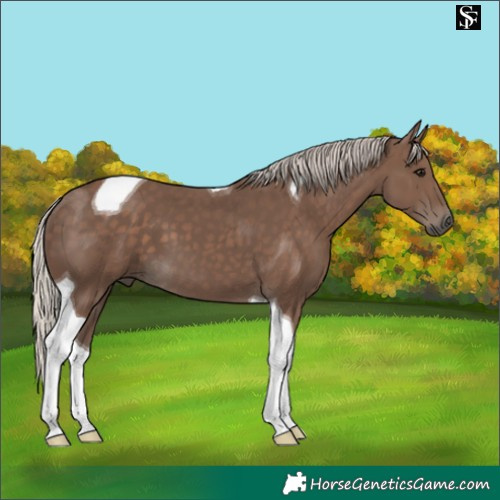 Horse Color:Silver Black Tobiano