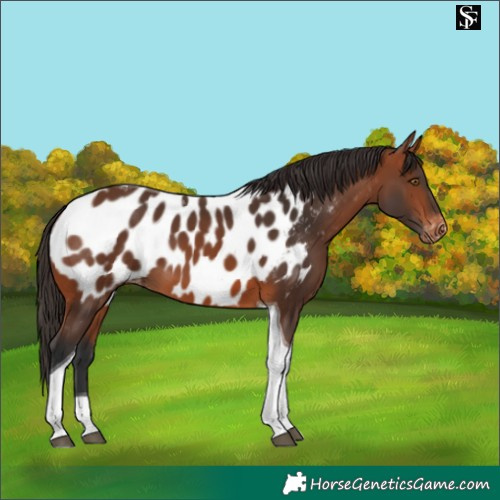 Horse Color:Bay Tobiano Near Leopard