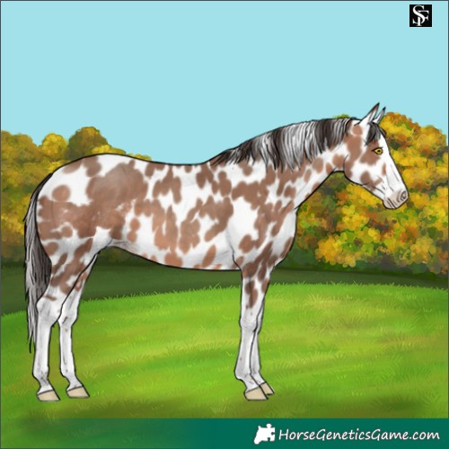Horse Color:Sable Champagne Splash Skewed LP Spotted