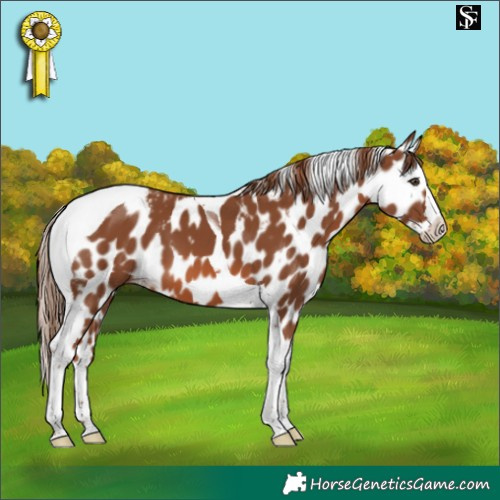 Horse Color:Chestnut Splash Tobiano Skewed LP Spotted 
