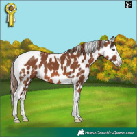 Horse Color:Chestnut Splash Tobiano Skewed Appaloosa 