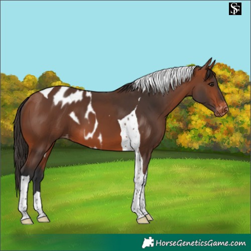 Horse Color:Bay Tobiano Skewed LP Spotted