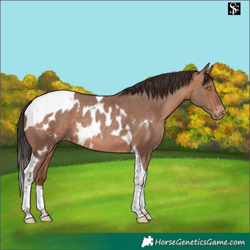 Horse Color:Sable Champagne Tobiano Skewed LP Spotted 