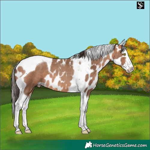 Horse Color:Amber Champagne Splash Tobiano Skewed Appaloosa