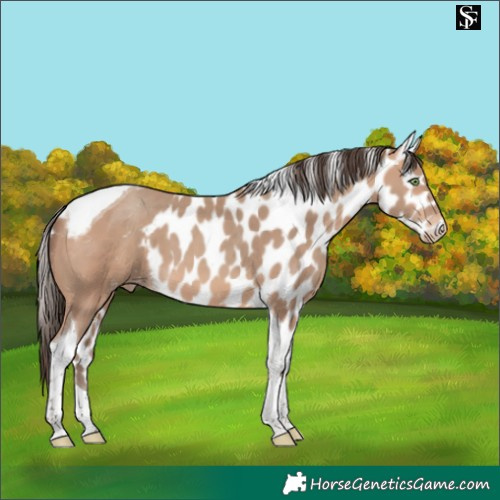 Horse Color:Amber Champagne Tobiano Skewed Appaloosa 