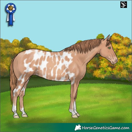 Horse Color:Gold Champagne Tobiano Skewed LP Spotted 