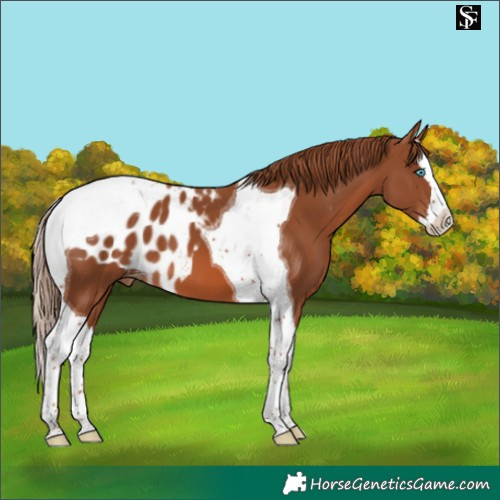 Horse Color:Chestnut Splash Tobiano Skewed Appaloosa 