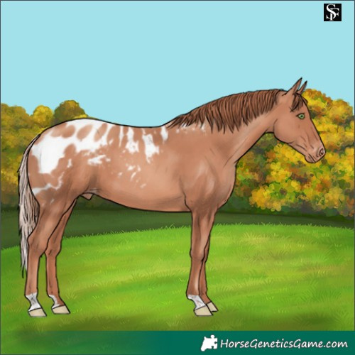 Horse Color:Gold Champagne Skewed Appaloosa