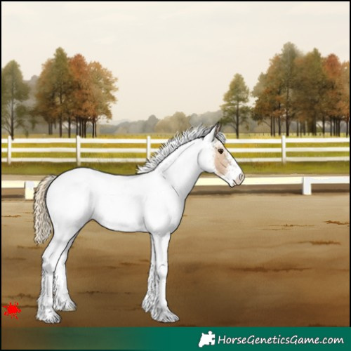 Horse Color:White Spotted Red Dun 