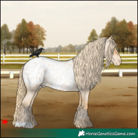 Horse Color:Red Roan Pearl Blanket